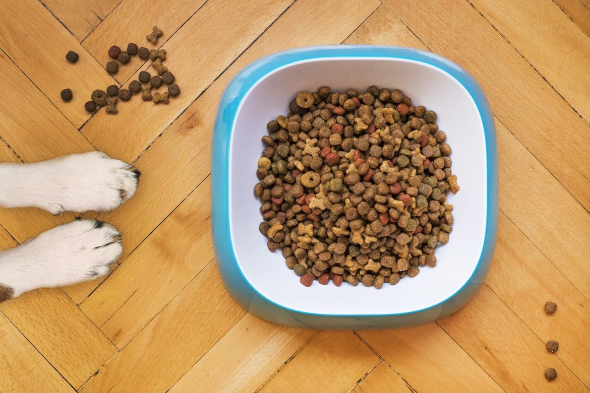 Nutrition Overhaul: Transform Your Dog's Health