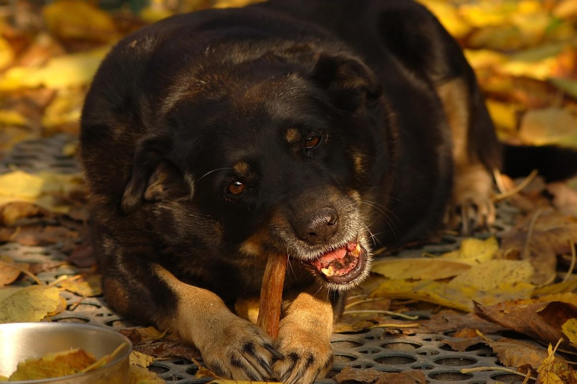 Essential Nutrients for a Healthy Dog: What They Need