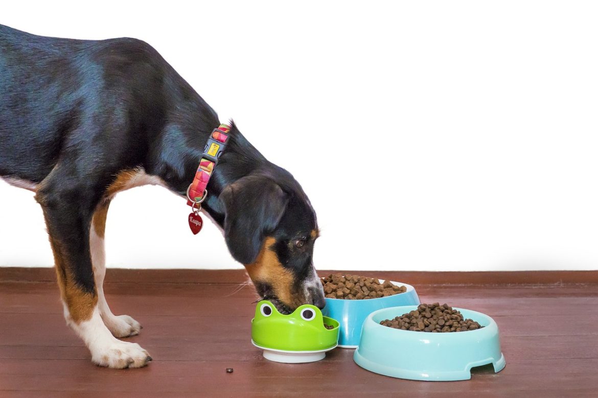 Unlocking the Power of Essential Nutrients for Your Pooch